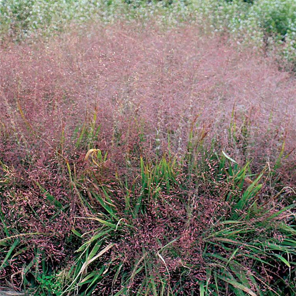 Avances En El Manejo De Eragrostis Ruralnet