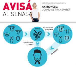 Avisá al Senasa carbunclo qué es y cómo se transmite la enfermedad