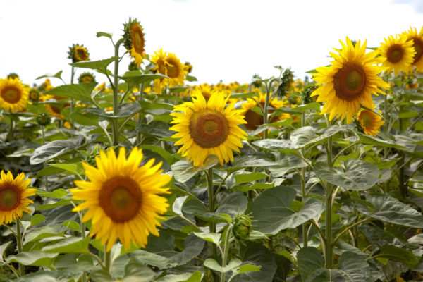 En el centro-norte santafesino el girasol consolidó su rendimiento, con un  promedio de 23 qq/ha - Ruralnet