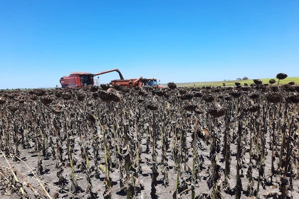 Entre Ríos: comenzó la cosecha de girasol en La Paz - Ruralnet