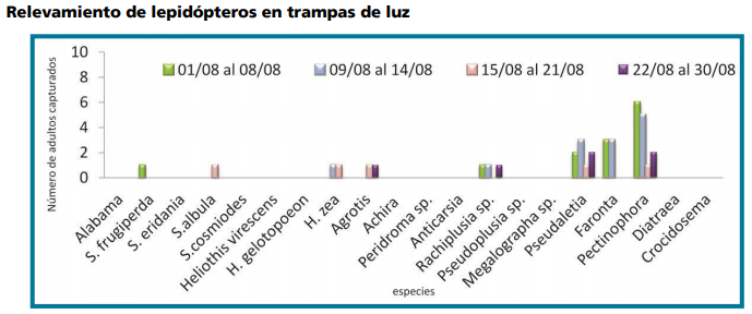 Plagas que se encuentran actualmente en el girasol - Ruralnet