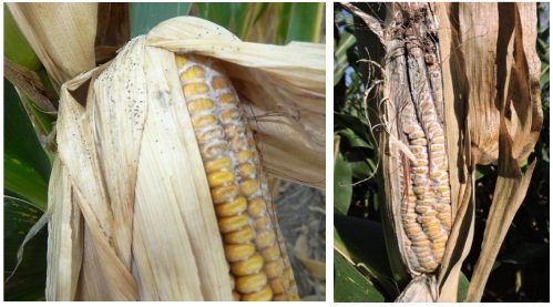 Enfermedades-cultivo-maiz-