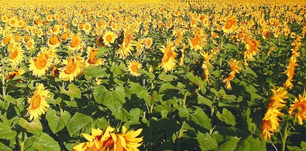 El girasol, un cultivo en peligro de extinción - Ruralnet