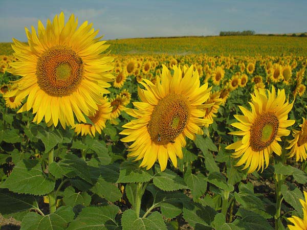 Las lluvias impulsan la siembra de girasol y favorecen el crecimiento de  los cuadros más tardíos - Ruralnet