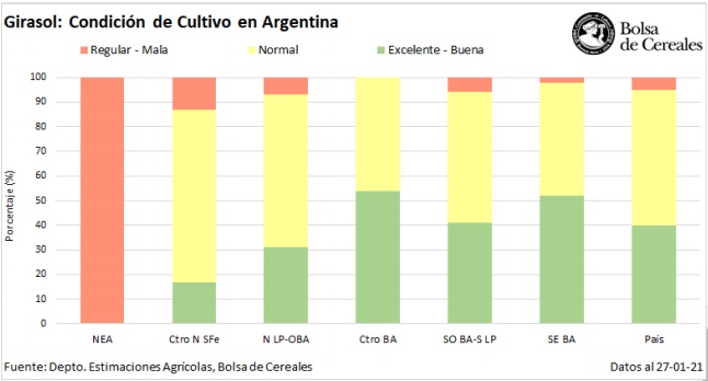 Luego de las lluvias del último mes, la condición del girasol es de normal  a buena ascendiendo al 94,9% del área en pie - Ruralnet