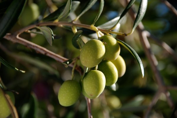 Olivicultura-e1521762918406