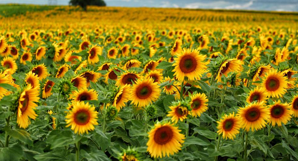 Girasol: Entre Ríos registró la menor producción en 20 años - Ruralnet