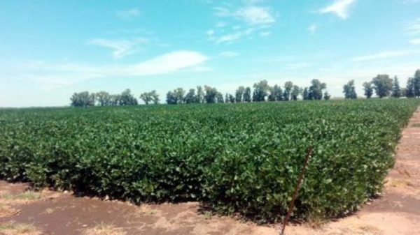 cultivar_comercial_de_soja-e1538741903454