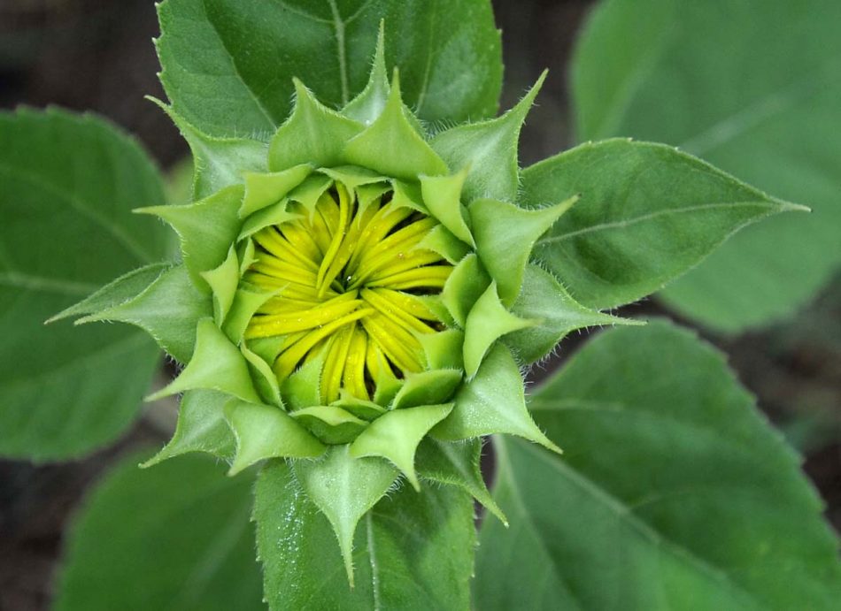 girasol-23-09yt-950x691