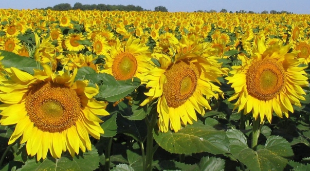 Finaliza la siembra de girasol acompañada de una condición hídrica adecuada  a óptima en el 93,8% de los casos - Ruralnet