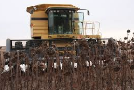 La cosecha de girasol progresó con fluidez sobre el norte argentino -  Ruralnet