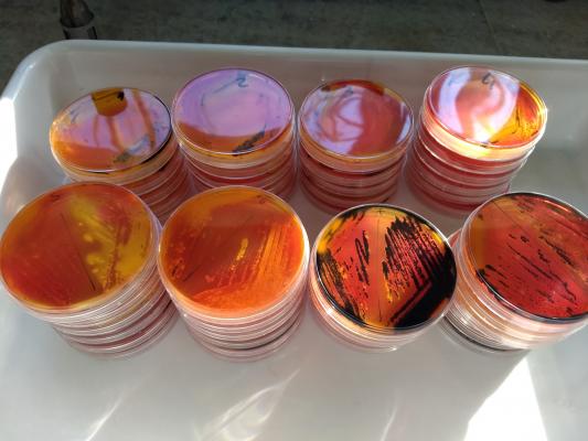 placas_lab_chacana-1