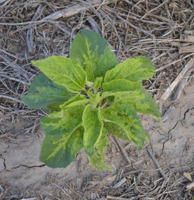 Híbridos de girasol con resistencia a Mildiu - Ruralnet