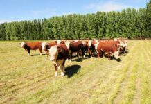 Entre Ríos refuerza su escudo sanitario: el SENASA impulsa estrategias clave contra garrapata, aftosa y brucelosis