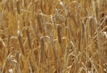 El centeno, el “escudo verde” que frena hasta 88% de la erosión en zonas semiáridas