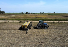 La siembra de girasol 2025/26 alcanza el 63% del área prevista y muestra un estado óptimo en la mayor parte del país