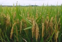 Arroz argentino: más exportaciones y menos rentabilidad, la paradoja que enfrenta el sector en 2026