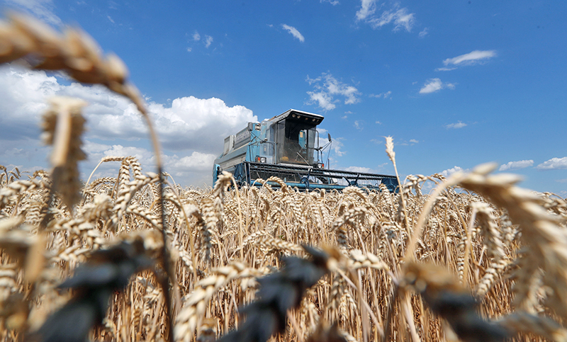 Ucrania analiza la posibilidad de retomar sus exportaciones de trigo en  abril - Ruralnet