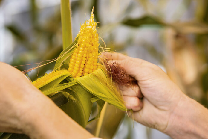 Plant biotechnology research in the greenhouse, Research Triangle Park, North America / Pflanzenbiotechnologische Forschung im Gewächshaus, Research Triangle Park, Nordamerika