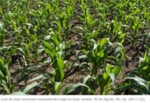 Lluvias oportunas sostienen al maíz temprano