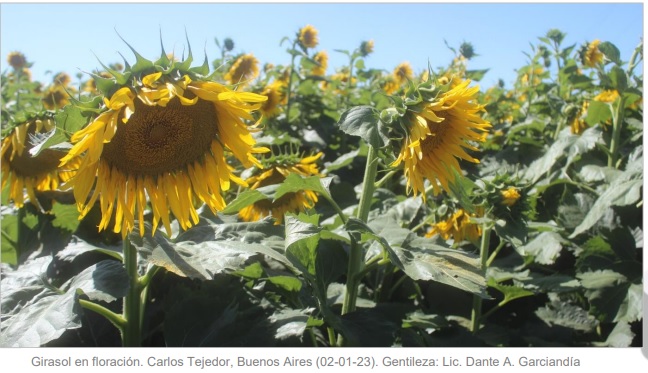 Girasol: se agiliza la cosecha en las zonas NEA y Centro Norte de Santa Fe  - Ruralnet