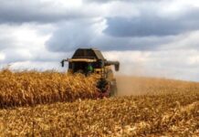 La recolección de maíz avanzó en forma lenta aguardando humedad óptima de cosecha