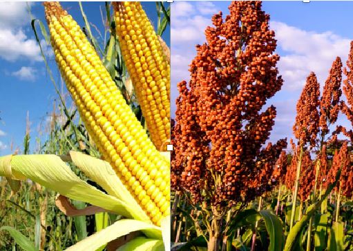 Sorgo y o Ma z qu tener en cuenta en el retraso de la fecha de