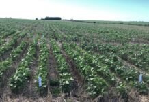 Soja tardía: la campaña 2025/26 repite la intención de siembra pese al exceso de lluvias en el centro norte santafesino