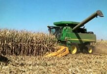 Maíz 2025/26: la cosecha temprana récord anticipa un colapso logístico y presiona los precios