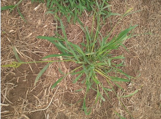 Echinochloa crus-galli