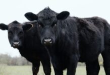 Informe de faena y producción bovina – diciembre 2025