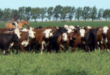 Estrategias para una producción ganadera sustentable