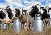 La lechería volvió a números rojos: los tambos perdieron rentabilidad y crece la alerta en el sector