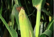 La Justicia europea habilita a los países a prohibir cultivos transgénicos sin dar explicaciones