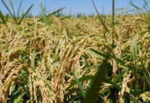 Innovación: Santa Fe a la vanguardia del mejoramiento genético del arroz