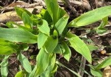 Eliminación de maíces guachos para frenar el avance de Spiroplasma