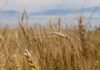 Cómo se mueve el trigo en Argentina: mapa comercial, origen, destinos y contratos en el mercado 2025