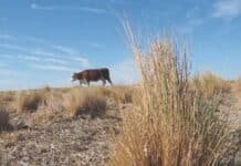 Córdoba lanza el primer seguro multirriesgo agrícola público y marca un antes y un después para el agro argentino