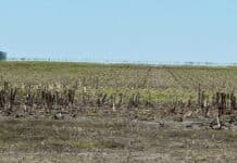 El girasol mantiene alto potencial: ya se sembró más del 70% del área pese a las lluvias y el granizo