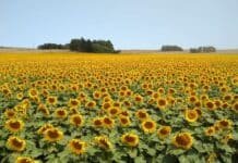 Harinas vegetales: el girasol marca récord de exportaciones mientras la soja enfrenta precios mínimos históricos