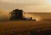 El trigo rinde fuerte en Santa Fe y la soja pisa el acelerador: cómo avanza la campaña en el centro norte provincial