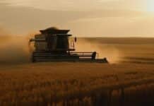 La cosecha de trigo 2025/26 cubre el 8,4% del área y mantiene la proyección de 22 millones de toneladas