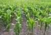 Maíz en Entre Ríos: el 97% del cultivo muestra un estado óptimo y se consolida una campaña récord