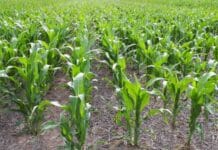 Maíz en Entre Ríos: el 97% del cultivo muestra un estado óptimo y se consolida una campaña récord