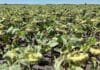 Chaco encendió la cosecha girasolera: quién ganó el Primer Lote 2025/26 y cuál fue el rinde