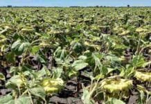 Chaco encendió la cosecha girasolera: quién ganó el Primer Lote 2025/26 y cuál fue el rinde