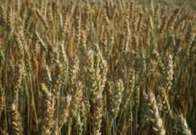 Con solo US$3 a US$5 por hectárea, los bioestimulantes emergen como escudo contra sequía y calor y pueden sostener hasta 1.000 kg/ha