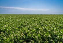 El clima vuelve a mandar: la sequía le pone piso a los precios y reactiva el mercado de granos