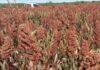 Sorgo granífero cierra la siembra al 98% y entra en floración con el rinde atado a las próximas lluvias