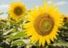 Híbridos adaptados impulsan el rendimiento y la competitividad del girasol